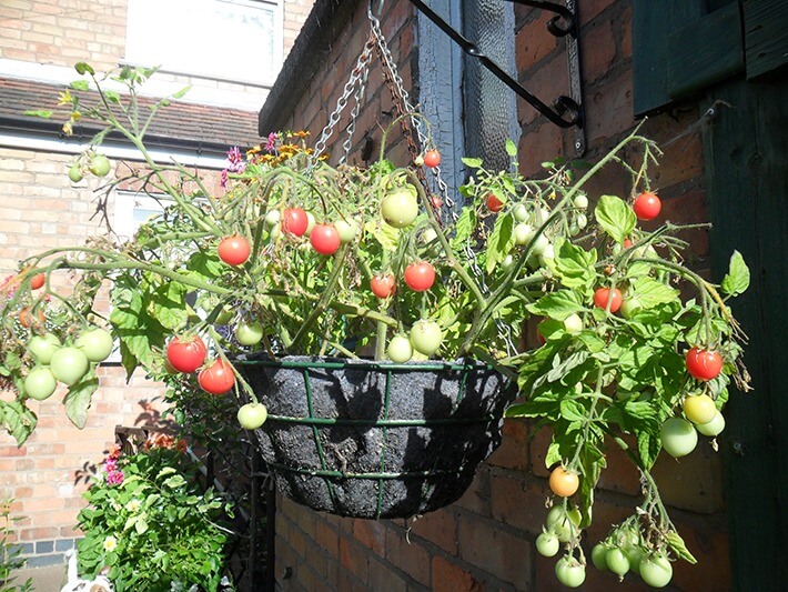 How To Grow Vegetables And Fruits In Hanging Baskets Recommended Tips,Steam Carrots In Microwave